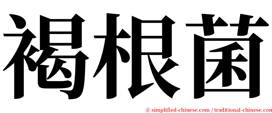 褐根菌 serif font