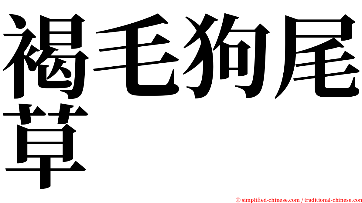 褐毛狗尾草 serif font