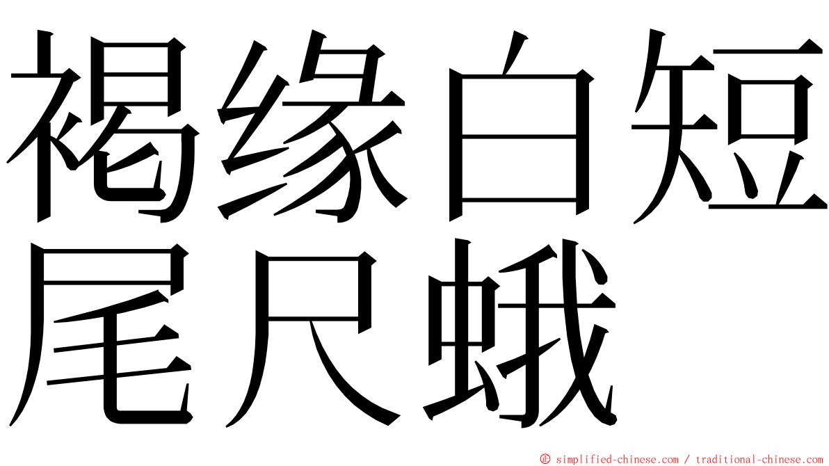 褐缘白短尾尺蛾 ming font