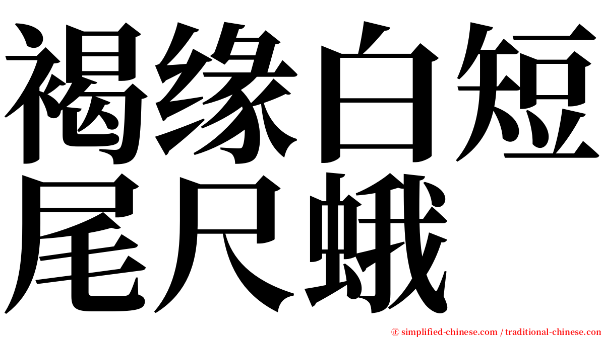 褐缘白短尾尺蛾 serif font