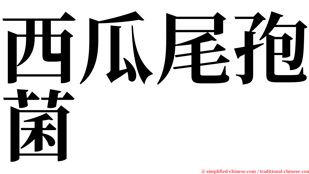 西瓜尾孢菌 serif font