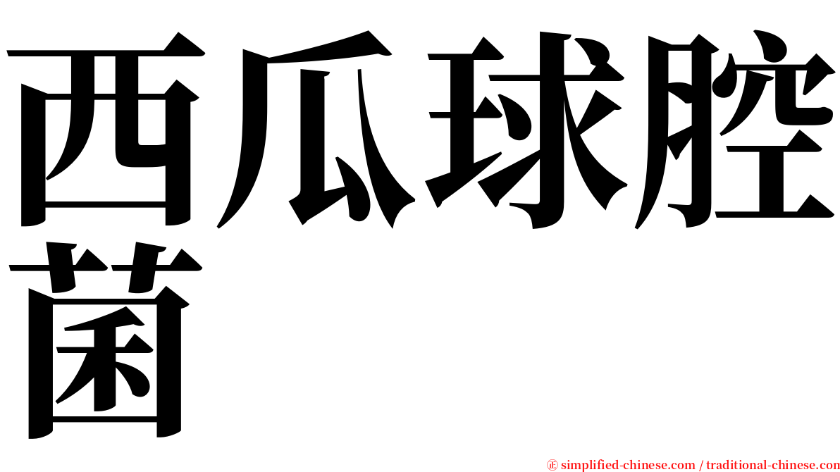 西瓜球腔菌 serif font