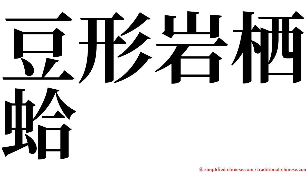 豆形岩栖蛤 serif font