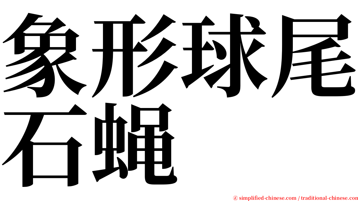 象形球尾石蝇 serif font