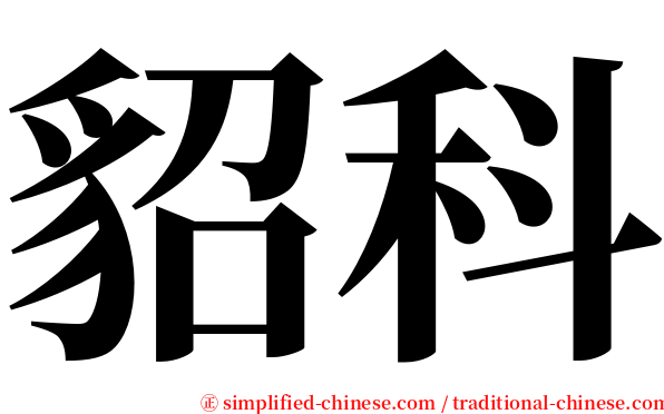 貂科 serif font