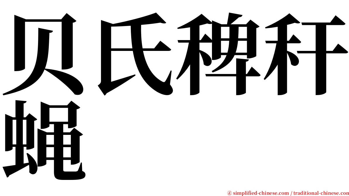 贝氏稗秆蝇 serif font