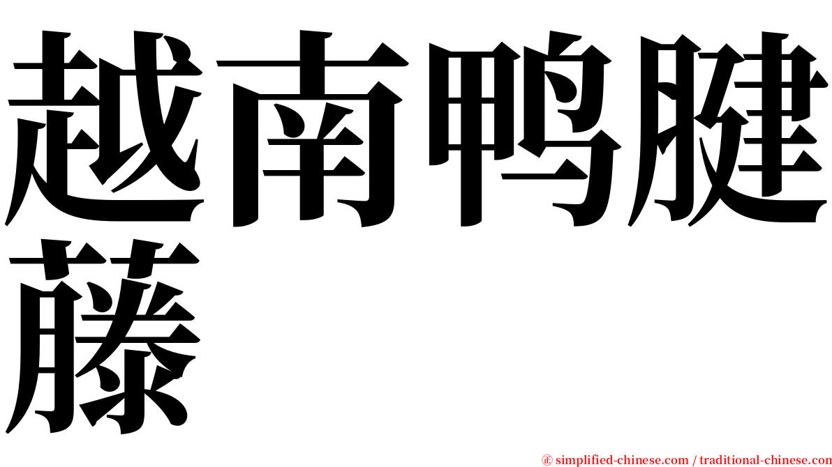 越南鸭腱藤 serif font