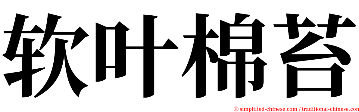 软叶棉苔 serif font