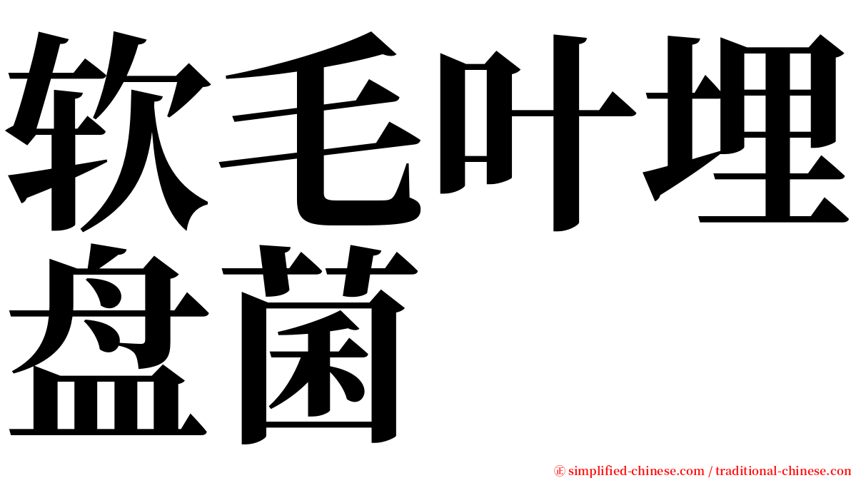 软毛叶埋盘菌 serif font