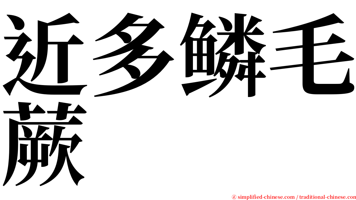 近多鳞毛蕨 serif font