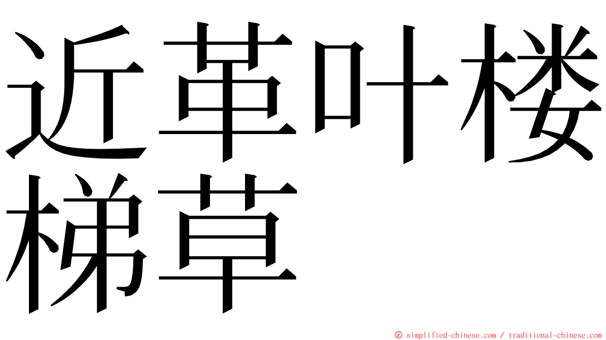 近革叶楼梯草 ming font