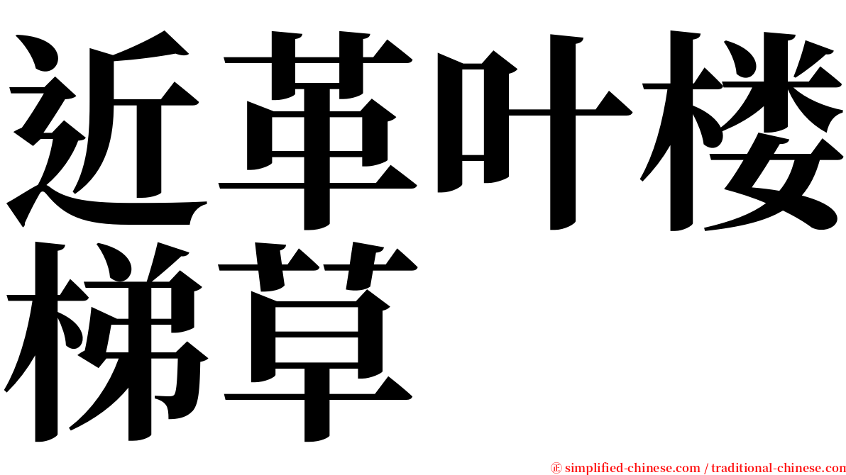 近革叶楼梯草 serif font