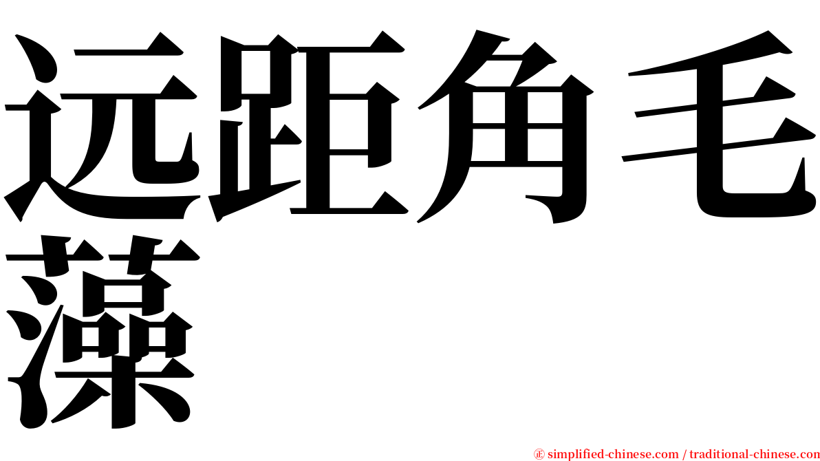 远距角毛藻 serif font