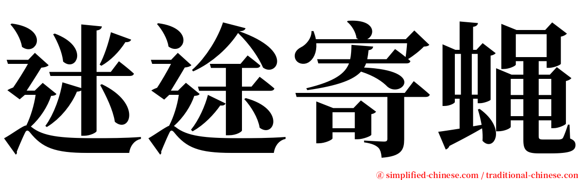 迷途寄蝇 serif font