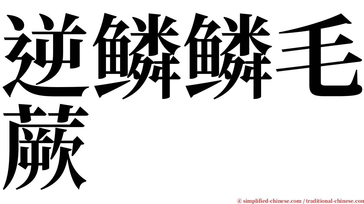 逆鳞鳞毛蕨 serif font