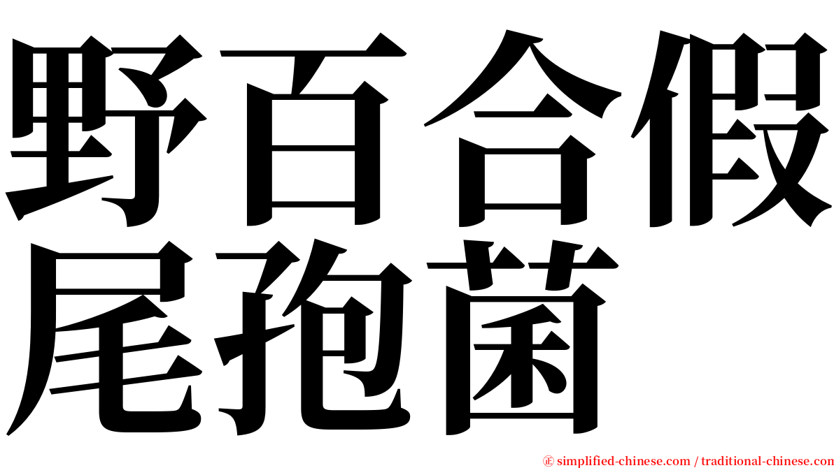 野百合假尾孢菌 serif font