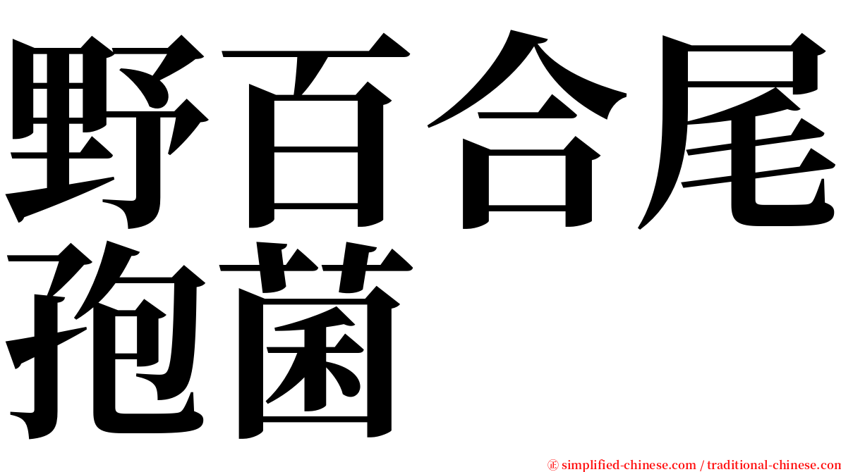 野百合尾孢菌 serif font