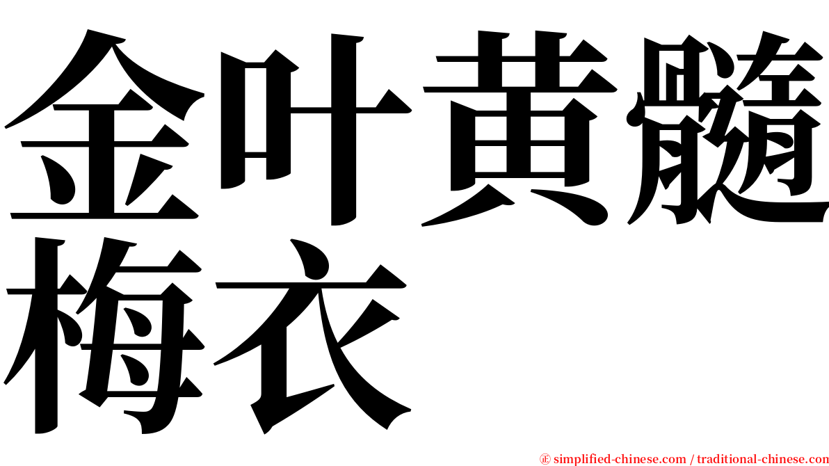 金叶黄髓梅衣 serif font