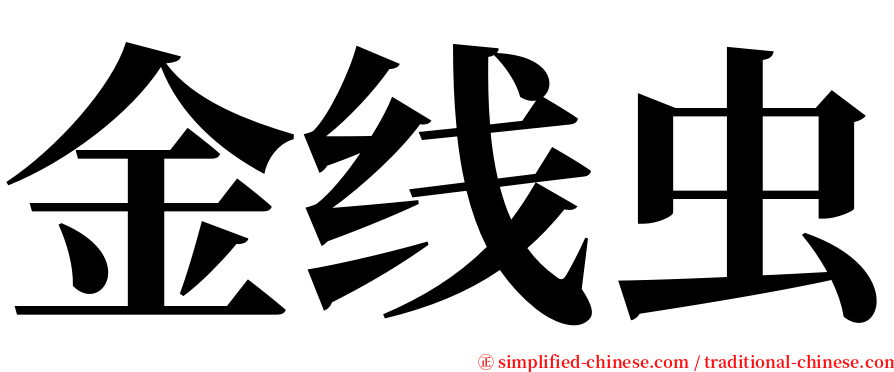 金线虫 serif font