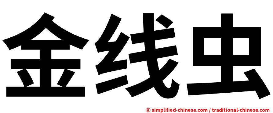 金线虫