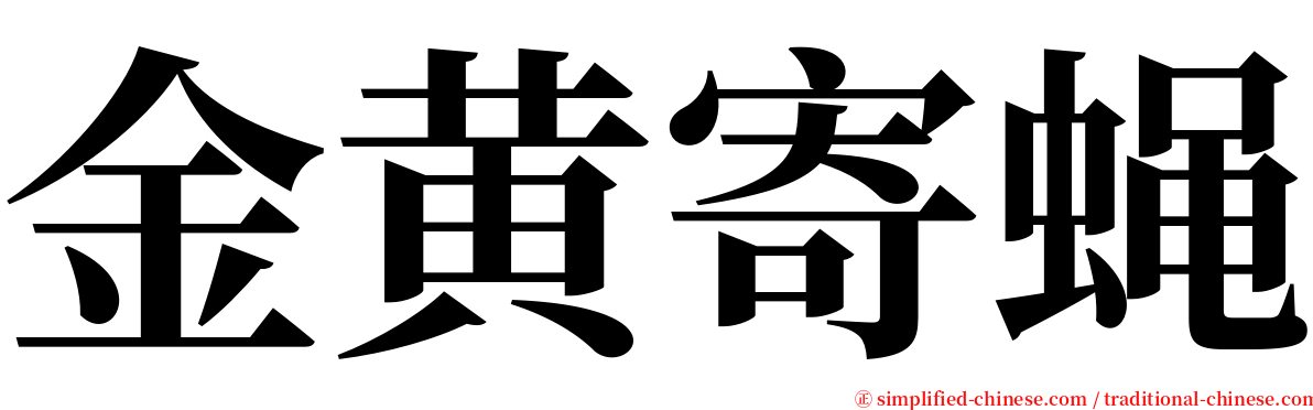 金黄寄蝇 serif font