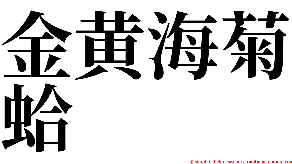 金黄海菊蛤 serif font