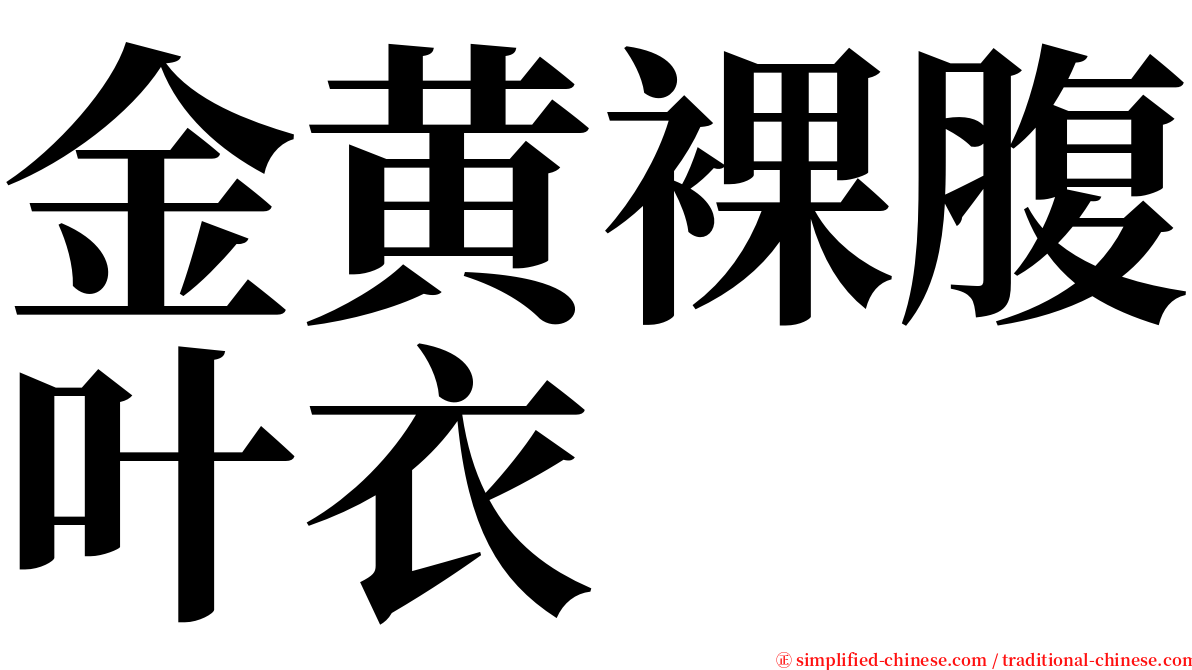 金黄裸腹叶衣 serif font