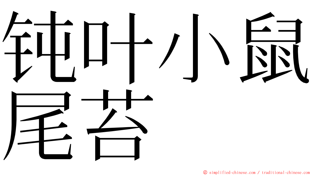 钝叶小鼠尾苔 ming font