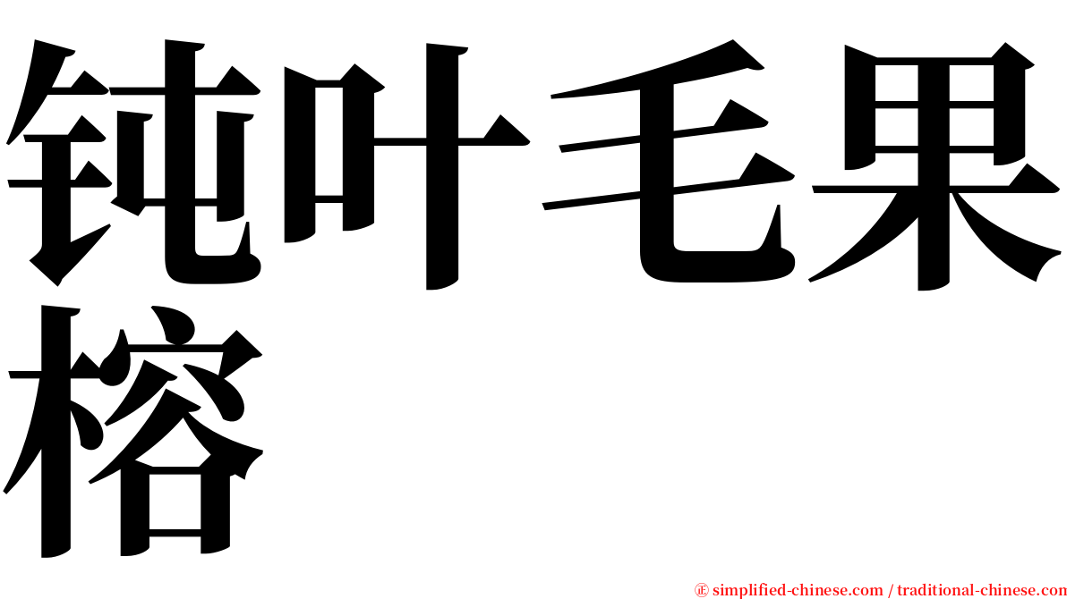 钝叶毛果榕 serif font