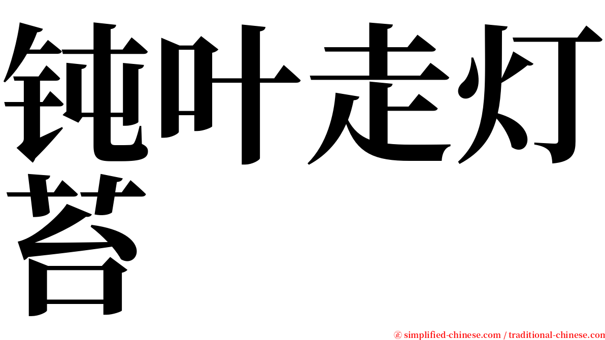 钝叶走灯苔 serif font