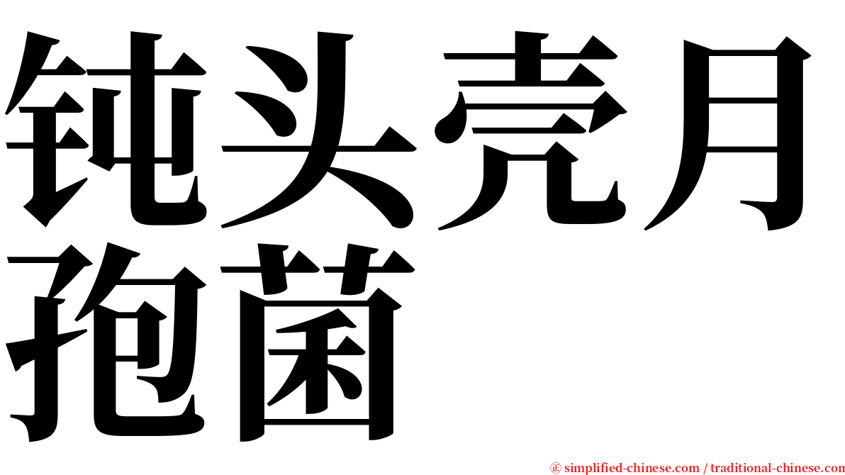 钝头壳月孢菌 serif font