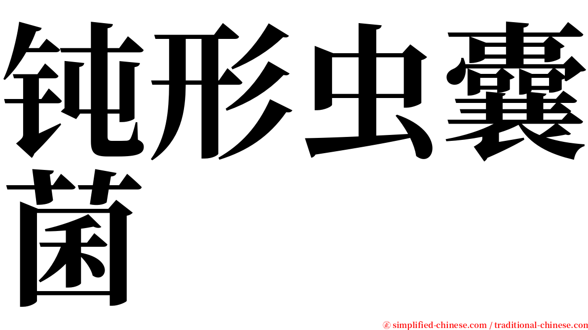 钝形虫囊菌 serif font
