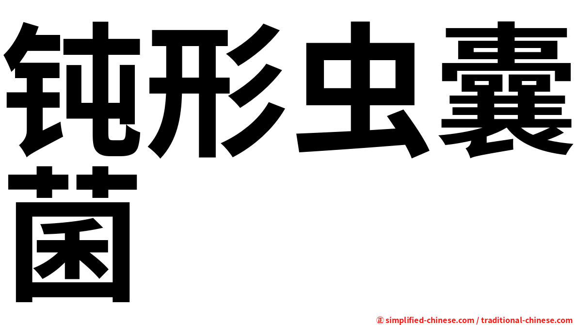 钝形虫囊菌