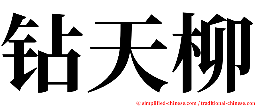 钻天柳 serif font