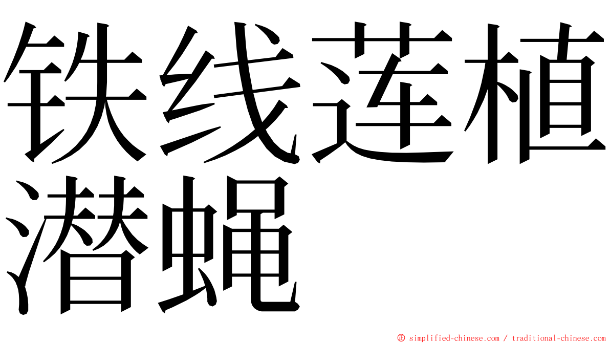 铁线莲植潜蝇 ming font