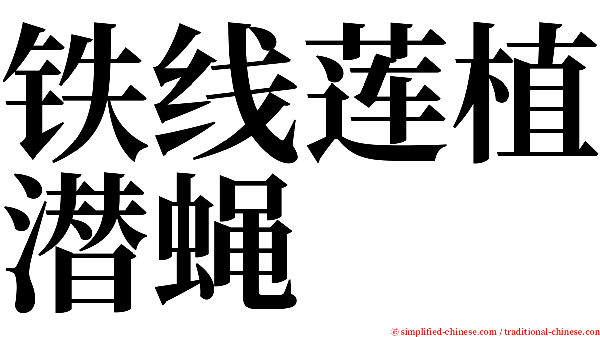 铁线莲植潜蝇 serif font