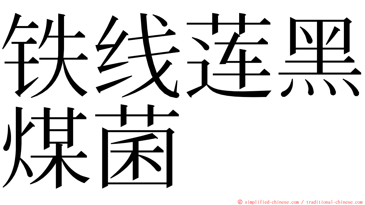 铁线莲黑煤菌 ming font