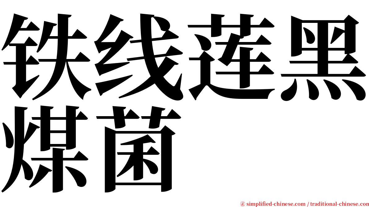 铁线莲黑煤菌 serif font