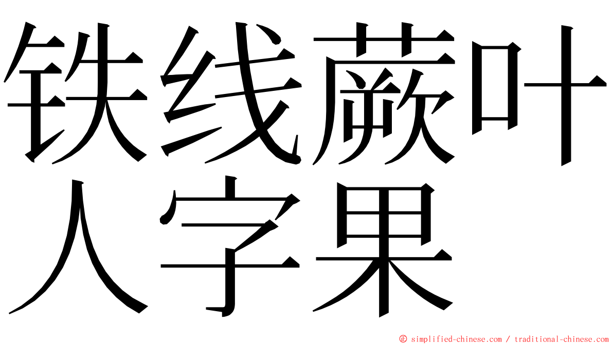 铁线蕨叶人字果 ming font