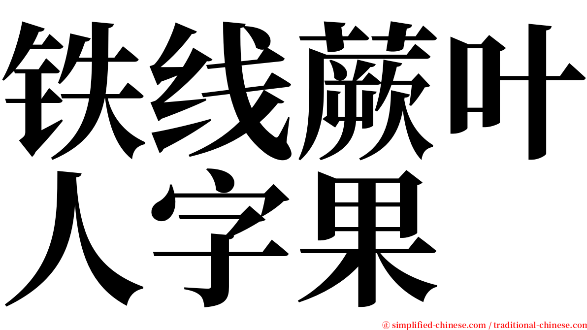 铁线蕨叶人字果 serif font