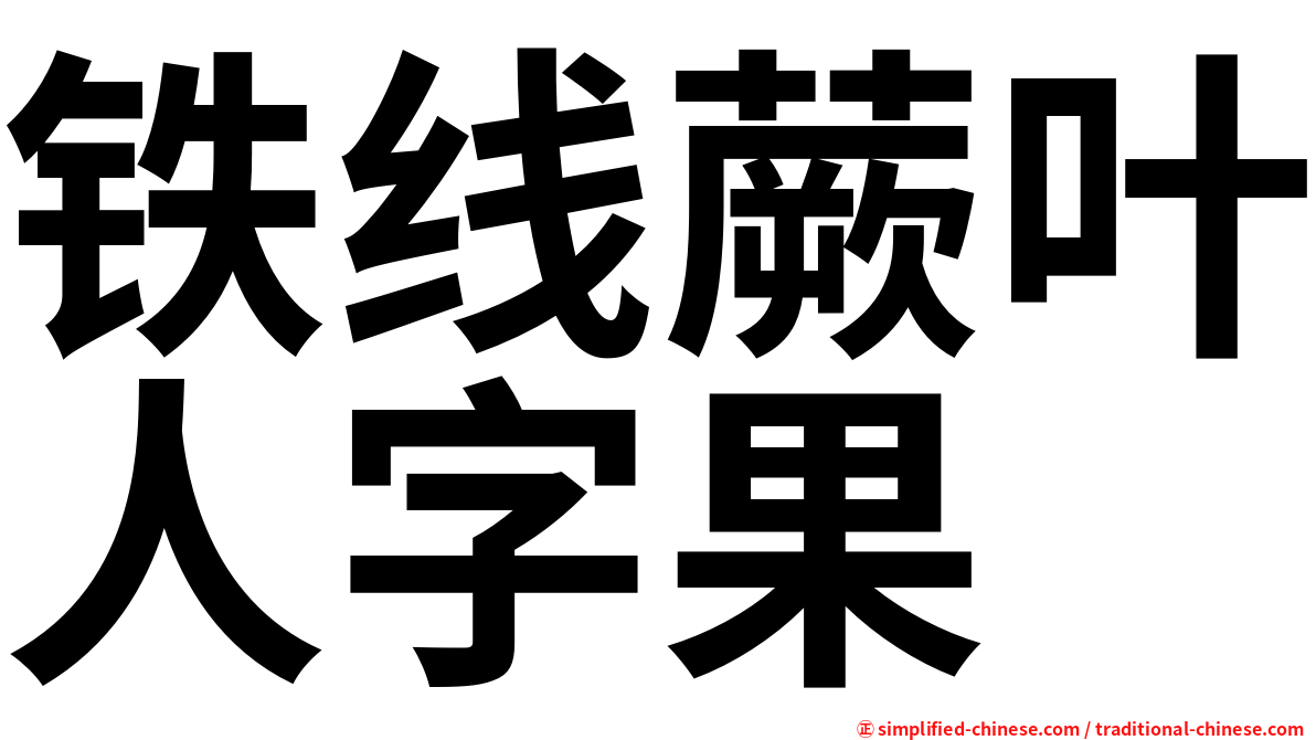 铁线蕨叶人字果