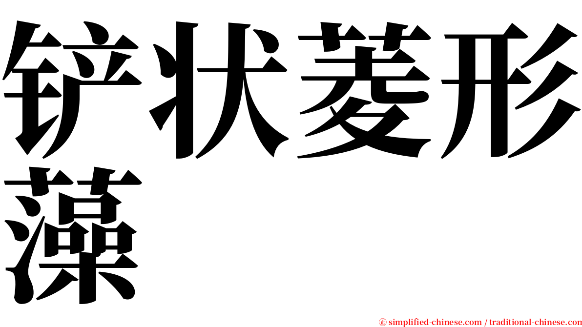 铲状菱形藻 serif font