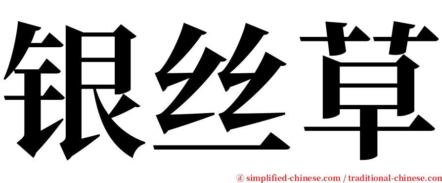 银丝草 serif font