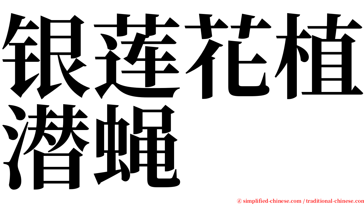 银莲花植潜蝇 serif font