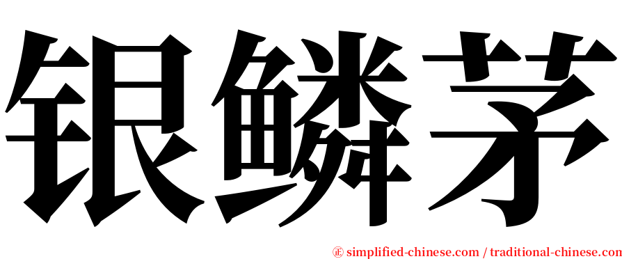 银鳞茅 serif font