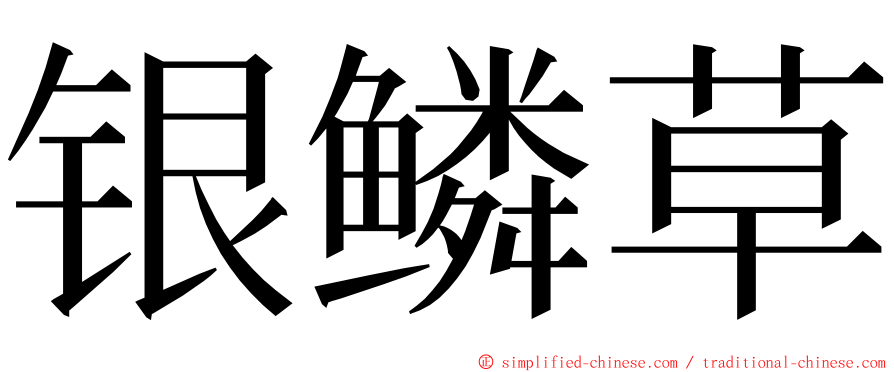 银鳞草 ming font