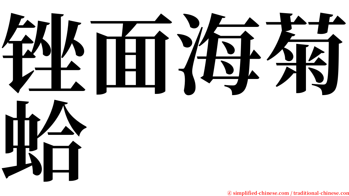 锉面海菊蛤 serif font