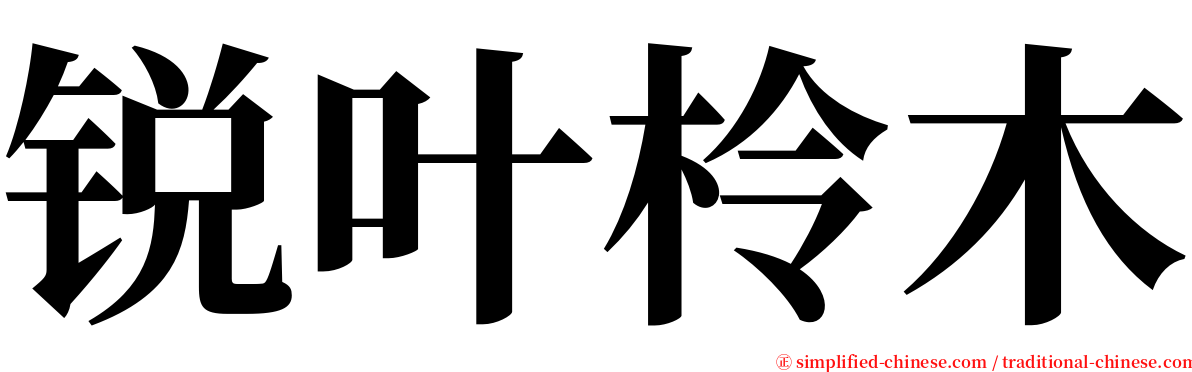 锐叶柃木 serif font