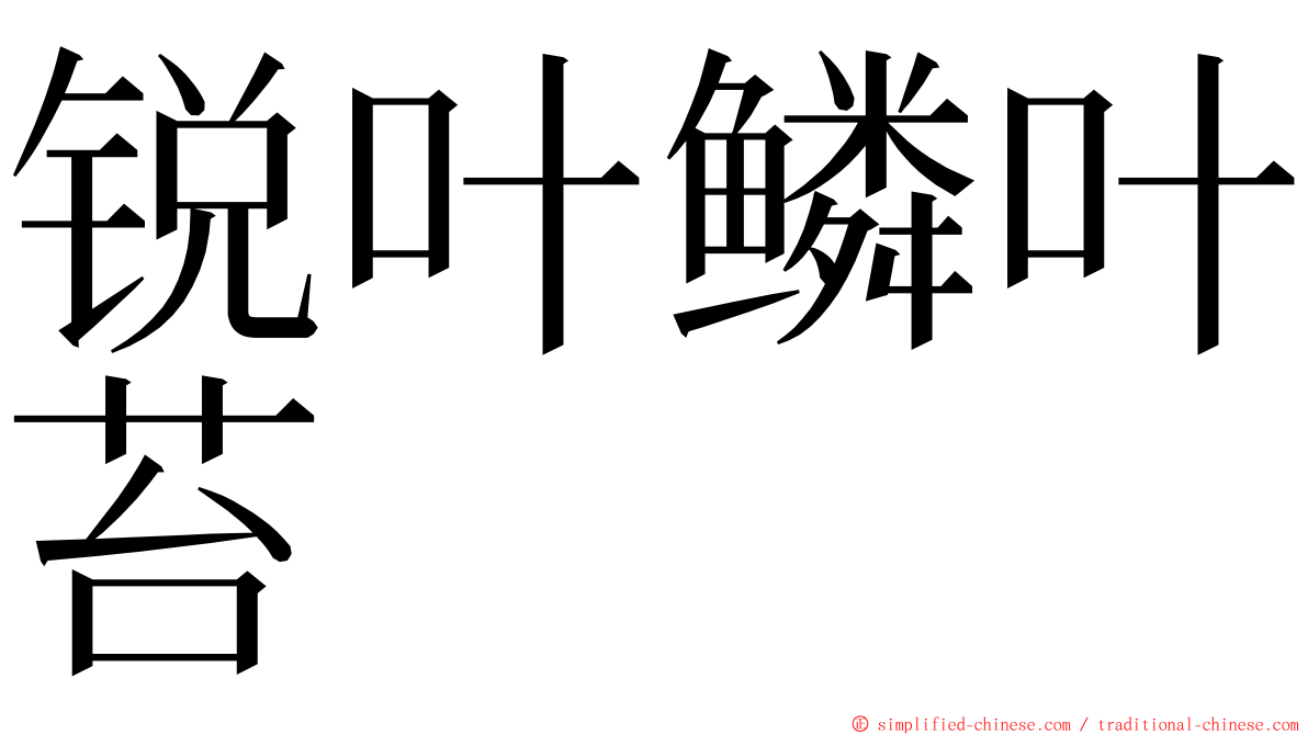 锐叶鳞叶苔 ming font