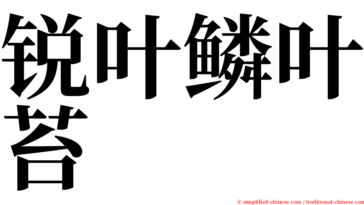 锐叶鳞叶苔 serif font